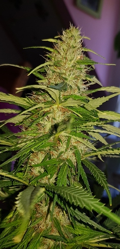 Growreport Bild 12