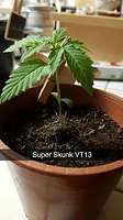 Growreport Bild 10