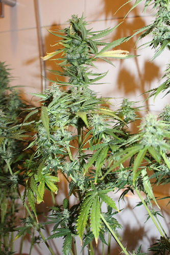 Growreport Bild 1