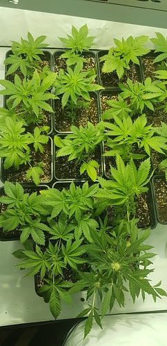 Growreport Bild 7