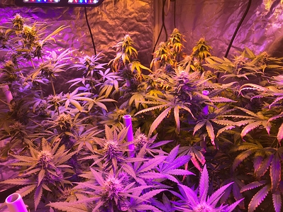 Growreport Bild 9