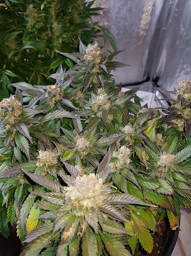 Growreport Bild 24