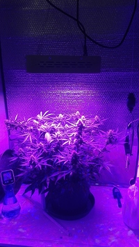 Growreport Bild 1