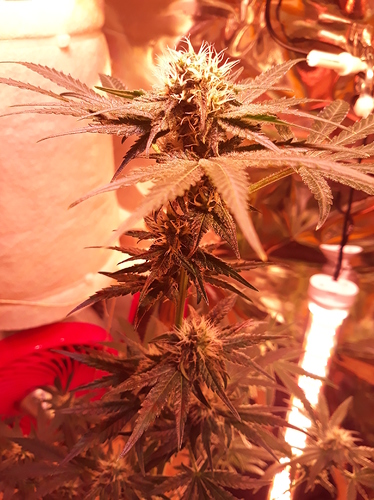 Growreport Bild 14