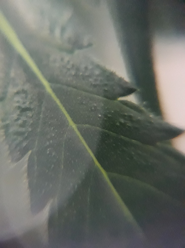 Growreport Bild 18