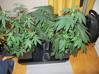 Growreport Bild 1