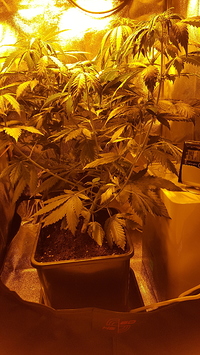 Growreport Bild 6
