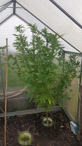 Growreport Bild 8