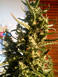 Growreport Bild 2