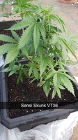 Growreport Bild 5