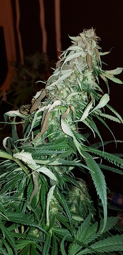 Growreport Bild 22