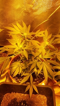 Growreport Bild 11