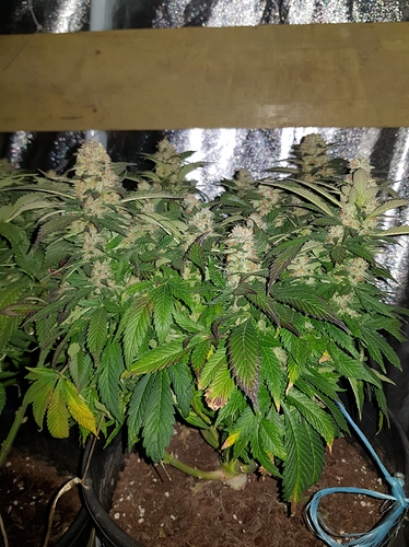 Growreport Bild 8