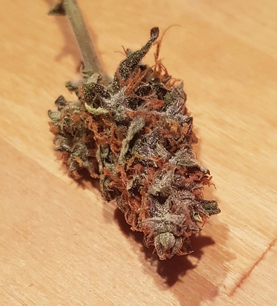 Hobbit Automatic (Kannabia seeds) auf Erde, Mars Reflektor 48