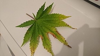 Growreport Bild 1