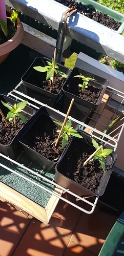 Growreport Bild 13