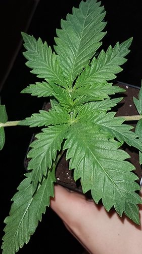 Growreport Bild 3