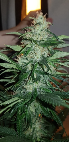 Growreport Bild 3