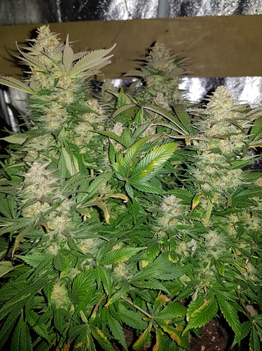 Growreport Bild 15