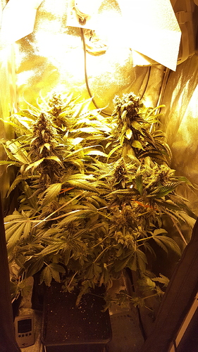 Growreport Bild 2
