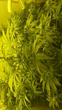 Growreport Bild 4