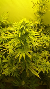 Growreport Bild 1