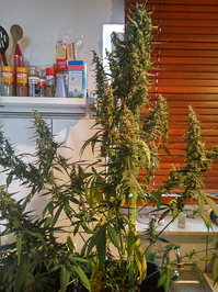Growreport Bild 1