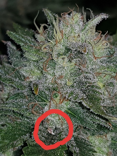 Growreport Bild 1