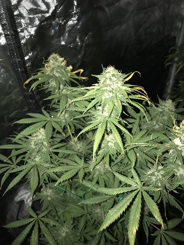 Growreport Bild 3