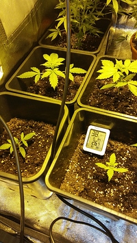 Growreport Bild 24