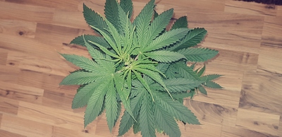 Growreport Bild 4