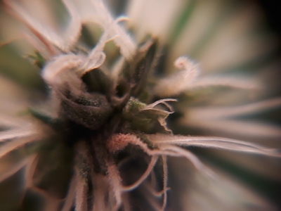 Growreport Bild 16