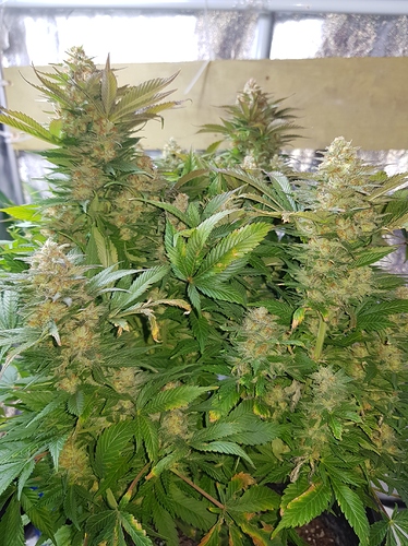 Growreport Bild 12