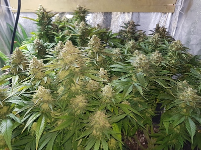Growreport Bild 10