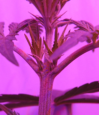 Growreport Bild 5