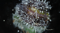 Growreport Bild 8