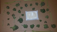 Growreport Bild 7