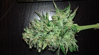 Growreport Bild 6