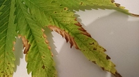 Growreport Bild 2