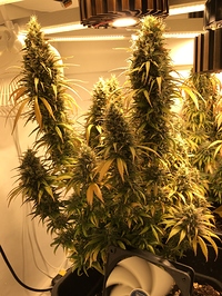 Growreport Bild 6