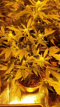 Growreport Bild 34