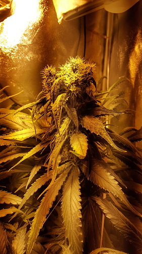 Growreport Bild 2