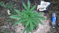 Growreport Bild 15