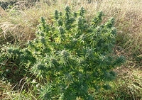 druga
