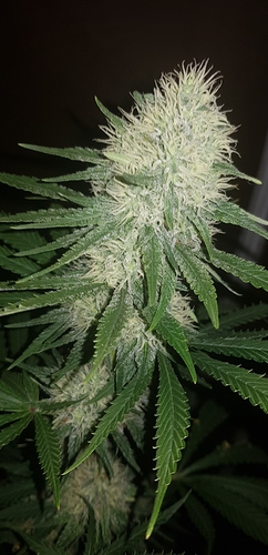 Growreport Bild 2