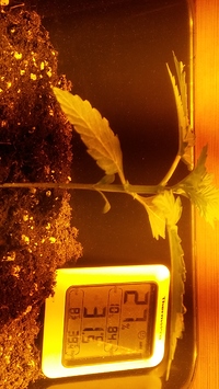 Growreport Bild 5