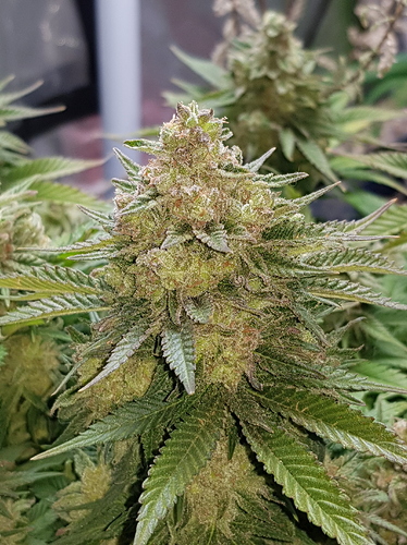 Growreport Bild 5