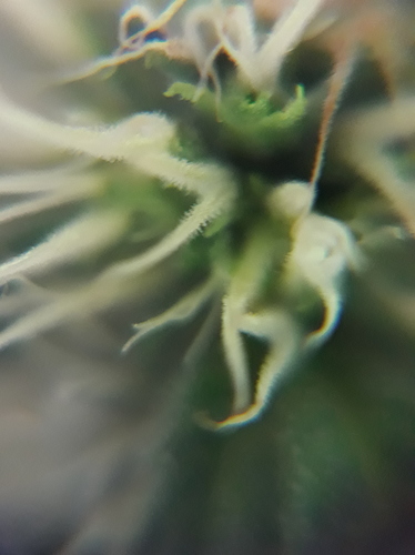 Growreport Bild 17
