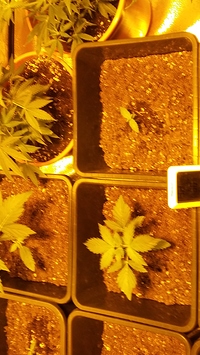 Growreport Bild 2