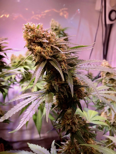 Growreport Bild 8